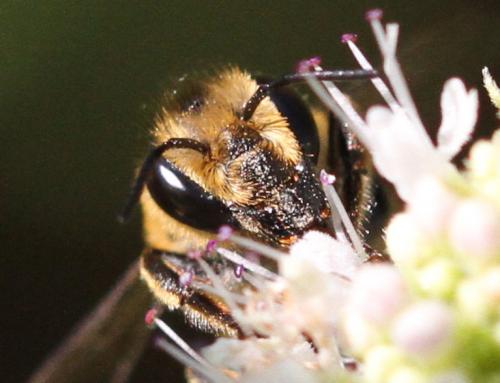 Réf. 187 135 : Megachile melanopyga
